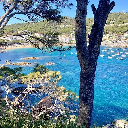 Maria Planta Calella De Palafrugell